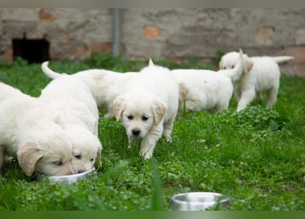 Goldenretriever Welpen