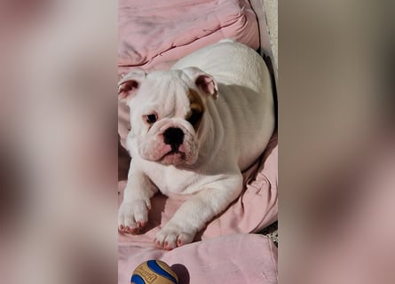 Englische Bulldoggen welpen Top Pedigree FCI