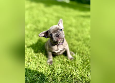 Sportliche Gesunde Französische Bulldoggen aus seriöser Familienzucht!