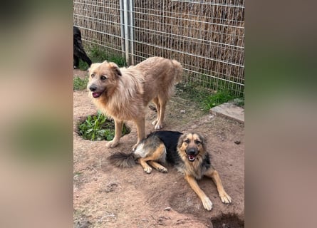 Lissi sucht ihre eigene Familie