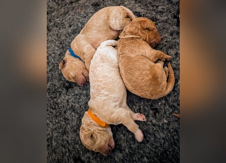 Goldendoodle medium mit Papieren und Ahnentafel