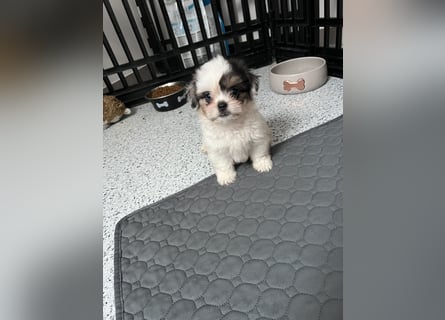 Maltipoo - Welpen - Rüden und Hündin