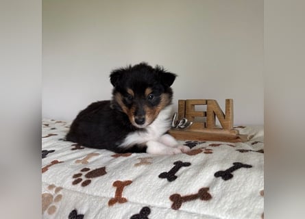 Wundervolle Collie-Welpen aus liebevoller VDH-Zucht suchen ein liebevolles Zuhause