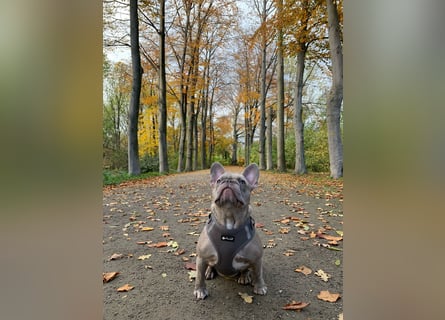 Französische Bulldoggen Welpen