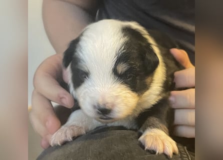 Mini American Shepherd / Mini Aussie