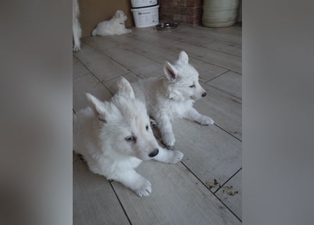 Welpen Weiße Schweizer Schäferhunde