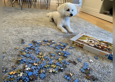 Bichon Frisé „Zwillinge“ suchen liebevolles Zuhause - bitte nur seriöse Anfragen
