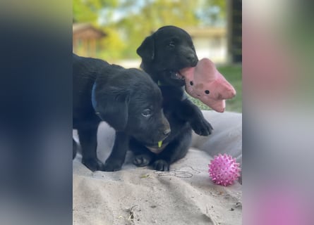 Reinrassige, schwarze Labrador-Welpen von der Mecklenburger Seenplatte
