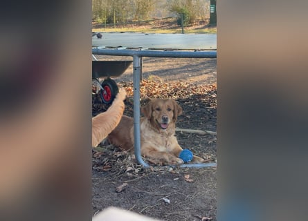 Golden Retriever dark reinrassig