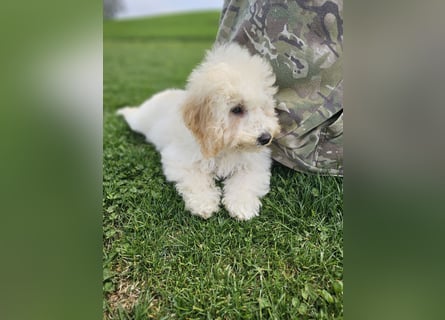 Zwerg Pudel x Maltipoo