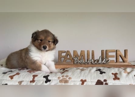 Wundervolle Collie-Welpen aus liebevoller VDH-Zucht suchen ein liebevolles Zuhause