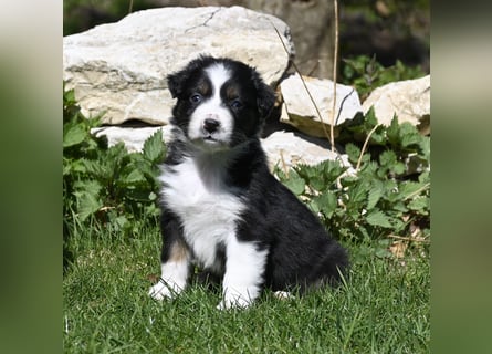 extrem hübsche , bestens sozialisierte Australian Shepherd Welpen aus kontollierter Zucht