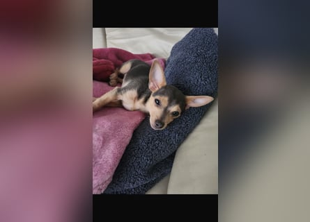 Kleiner süsser chiwawa mix