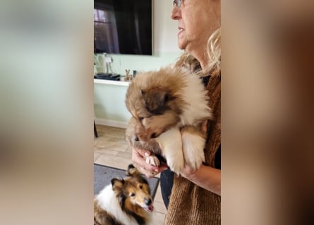 Colliewelpen englische Langhaar