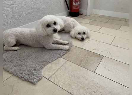 Bichon Frisé „Zwillinge“ suchen liebevolles Zuhause - bitte nur seriöse Anfragen