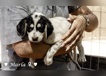 Marla sucht ab  September ein Zuhause
