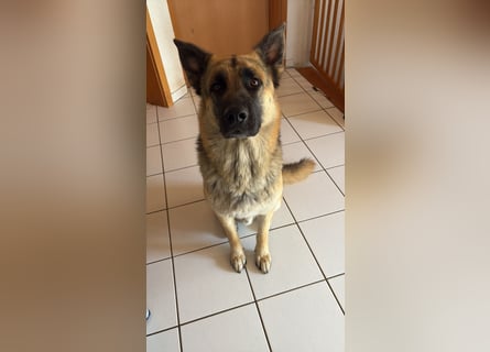 2 liebevolle Schäferhunde suchen ein zu Hause