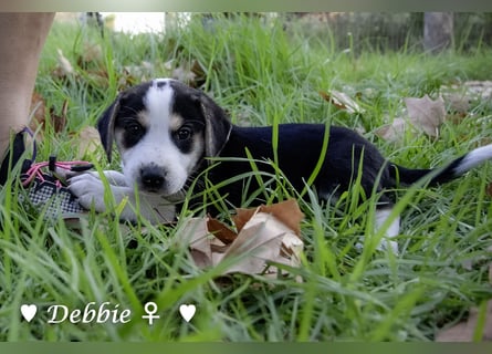 Danny,Debbie, Diddie, Donald und Devito suchen ein Zuhause