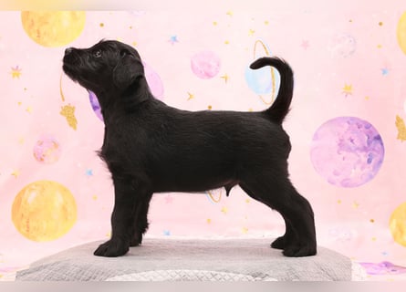 Mittelschnauzer Welpe Rüde