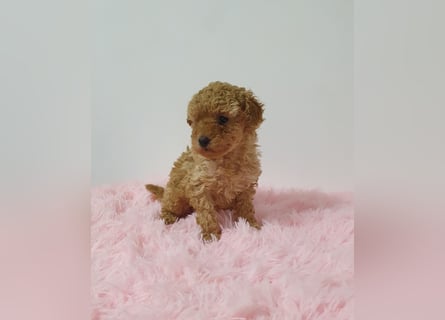 Toy Pudel Hündin in Apricot