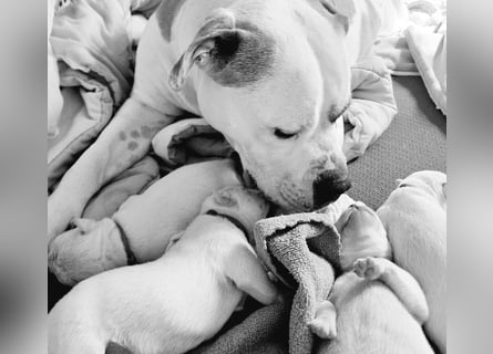 American Bulldog Welpen aus Hybrid/Standard Verpaarung ab Mitte Juni abzugeben, www.cocodin-bulls.de