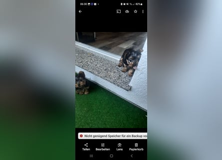 yorkshire terrier welpen