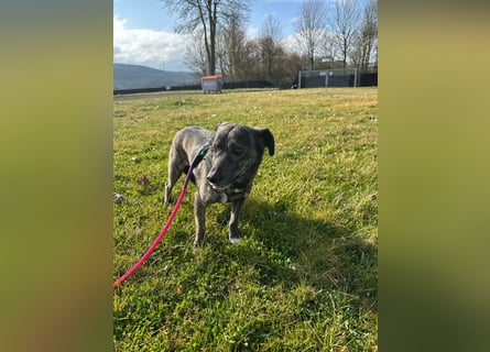 Lui - kleiner Hund mit großem Herz sucht 2te Chance