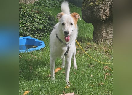 Lustiger Felix sucht ein aktives Zuhause