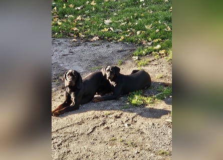 SSB Welpen,  Bracken Welpen