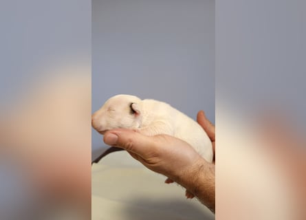 Miniatur Bullterrrier Welpe Hündin