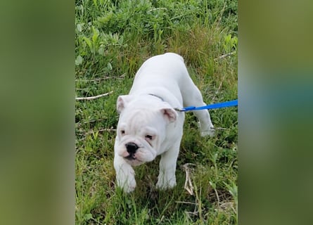Englische Bulldoggen welpen Top Pedigree FCI