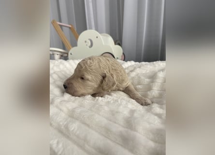 Goldendoodle F1bb Welpen -Liebevoll aufgezogen!