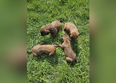 Hannoversche Schweißhund