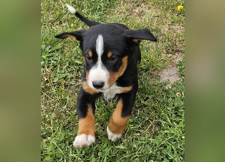 Appenzeller Sennenhunde, Welpen, Tri-Color Schwarz und Havanna Braun, 1 Hündin, ab Ende Mai