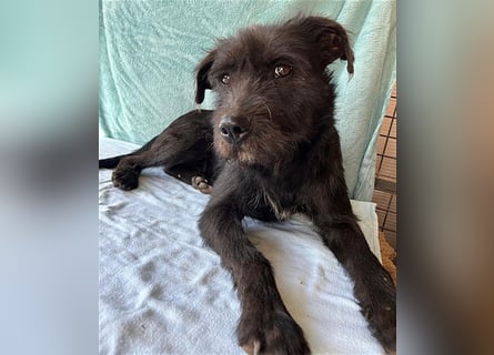 ❤️ RANDY mit den traurigen Augen - 1 Jahr, 45cm/15kg - Schnauzer-Mix