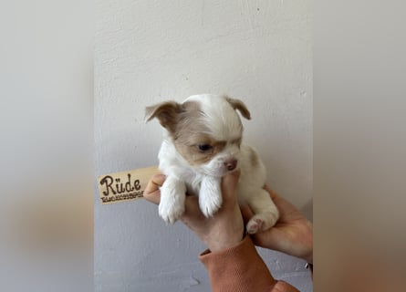 Chihuahua Langhaar Welpen ab Mitte Mai abzugeben