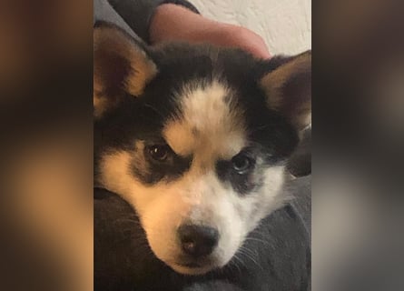 Akita/Sibirien Husky Welpen