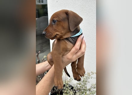 Deutscher Pinscher Welpen aus dem Haus ,,Cava Land" FCI Zucht