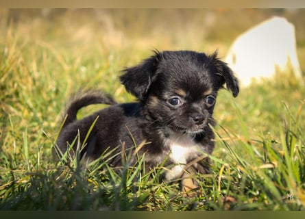 Chihuahuawelpen