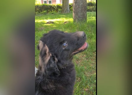 Auszug..Aussiedor F1 Familien und Therapiehund Labrador x Australien Shepherd