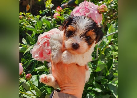 Biewer Yorkshire Terrier, Welpe,Rüde, reinrassig sehr selten