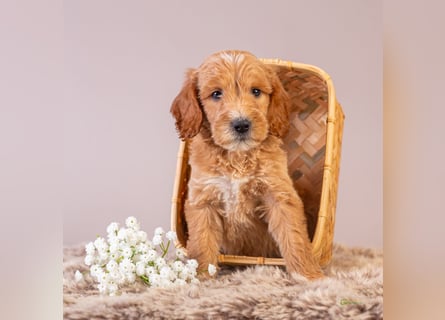 GoldenDoodle - medium mit welligem - lockigem Fell