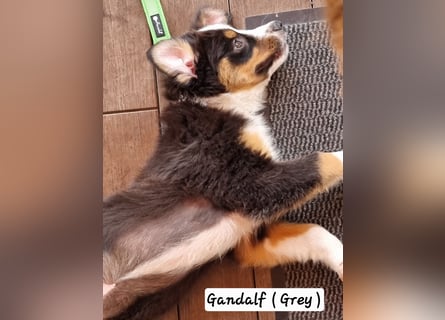 Australian Shepherd Welpen bald abgabebereit!