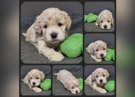 Cockapoo ! Bezaubernde Welpen aus langjähriger, bewährter u. überprüfter Haus/Familienaufzucht.