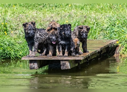 Topverpaarung Deutscher Schäferhund Welpen reinrassig Leistungslinie DDR HD/ED frei!
