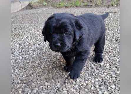 Labrador Welpen mit Ahnentafel