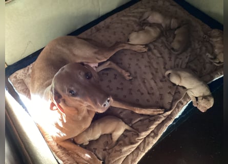 Magyar Vizsla Welpen