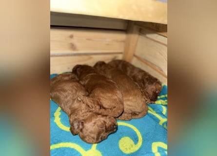 Kleine Toy Pudel rot braun (asiatische Linie)