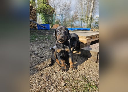 SSB Welpen,  Bracken Welpen