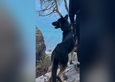 Liebenswerter, intelligenter Schäferhund sucht sein für-immer zu Hause